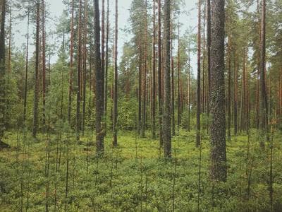 Uszczelka E-MTZ ETALON/11